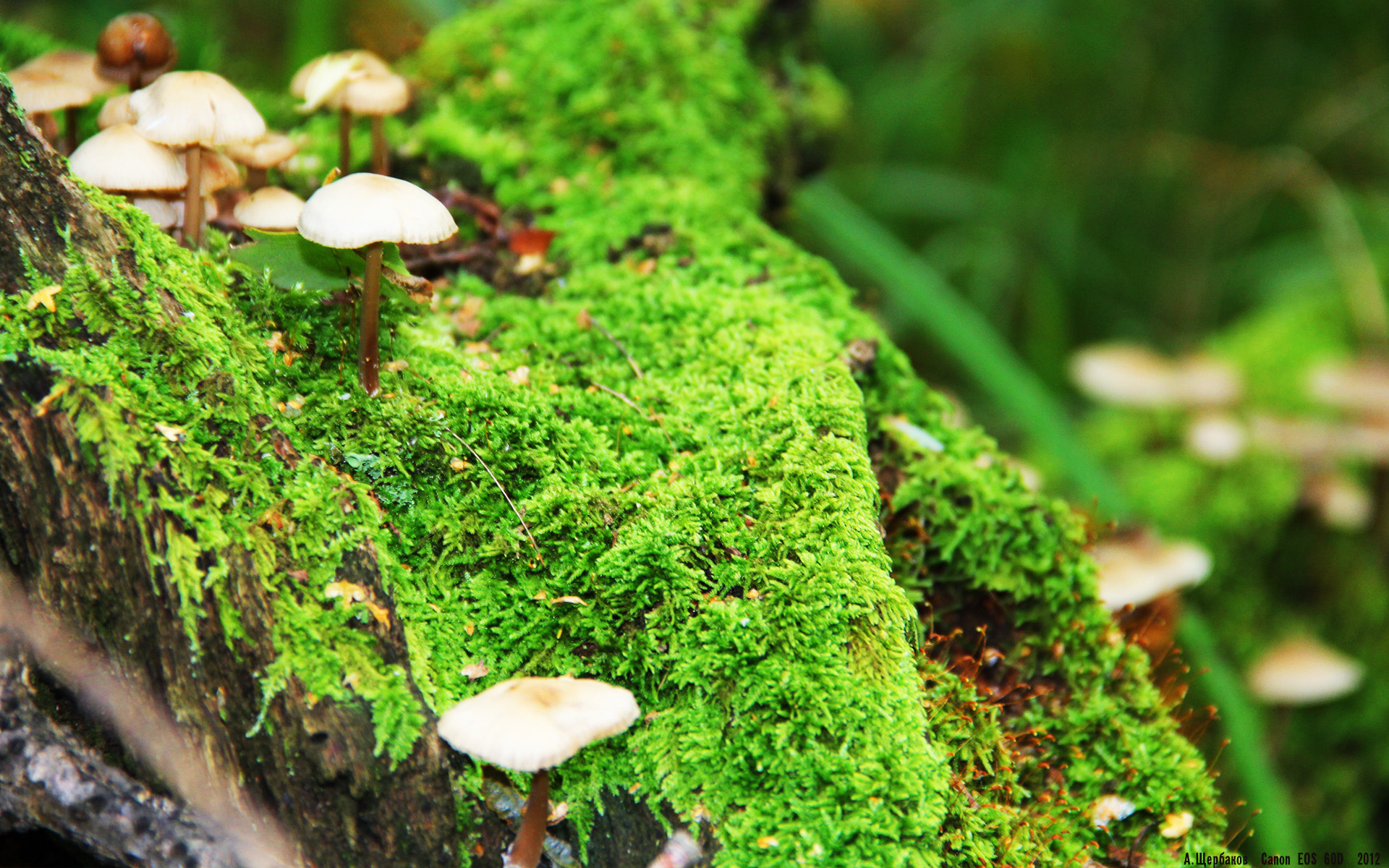 开云入口-德甲球队新赛季打法创新不断，德甲新赛季前瞻