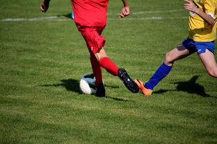 开云官网-比利时男篮在欧洲预赛中坚持不懈，目标奥运荣誉，比利时男子篮球队